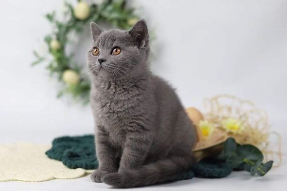 British Shorthair