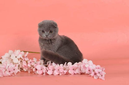 Scottish Fold