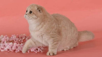 Scottish Fold