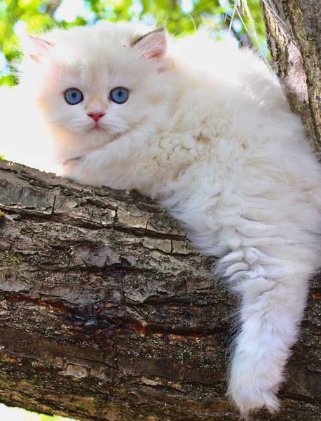 British Longhair