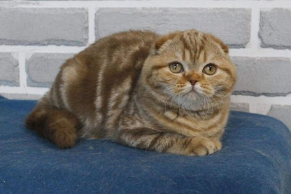 Scottish Fold