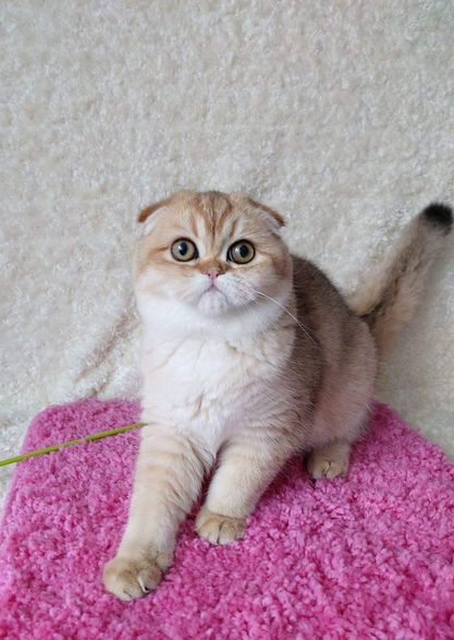 Scottish Fold