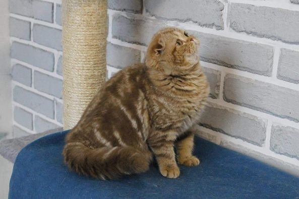 Scottish Fold