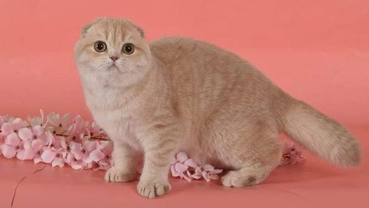 Scottish Fold