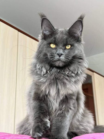 Maine Coon