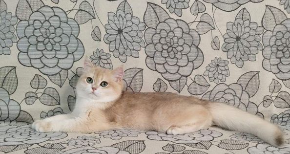 British Shorthair