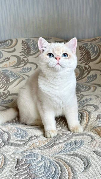 British Shorthair