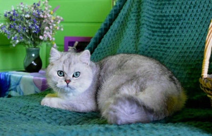 British Shorthair