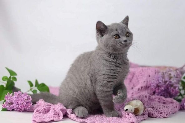 British Shorthair