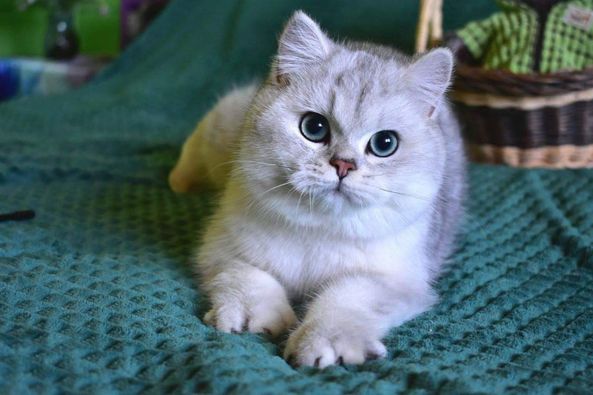 British Shorthair