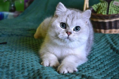 British Shorthair