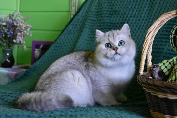 British Shorthair