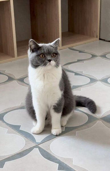 British Shorthair