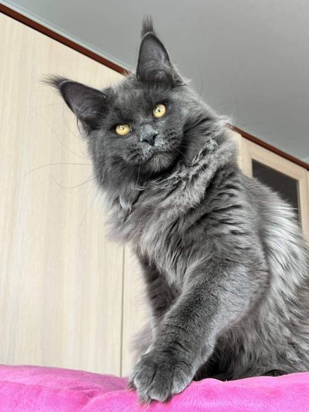 Maine Coon