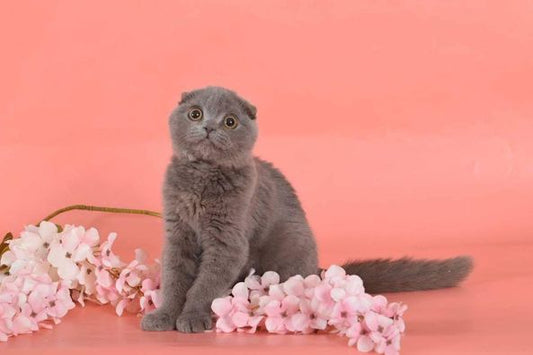 Scottish Fold