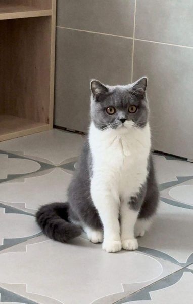 British Shorthair