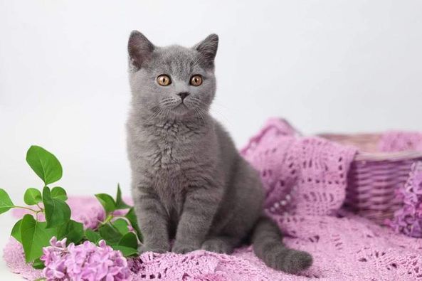 British Shorthair