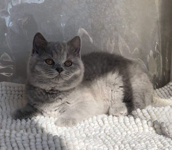 British Shorthair