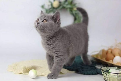 British Shorthair