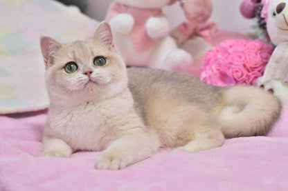 British Shorthair