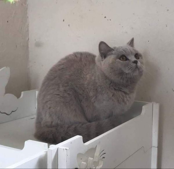 British Shorthair