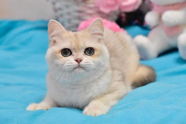 British Shorthair