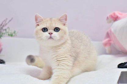 British Shorthair