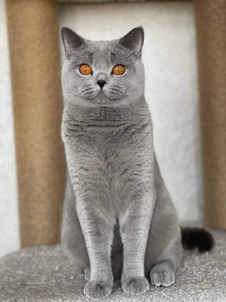 British Shorthair