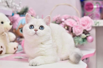 British Shorthair