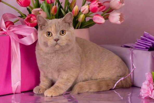 British Shorthair