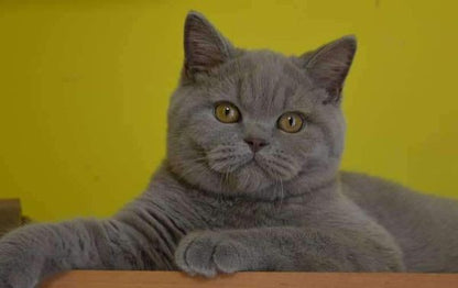 British Shorthair