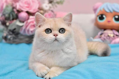 British Shorthair