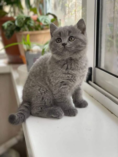 British Shorthair