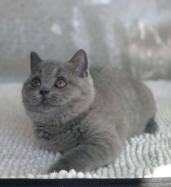 British Shorthair