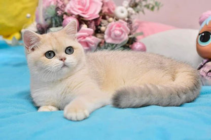 British Shorthair