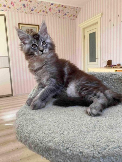 Maine Coon