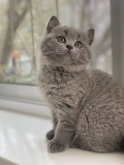 British Shorthair