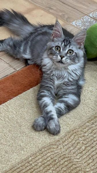 Maine Coon