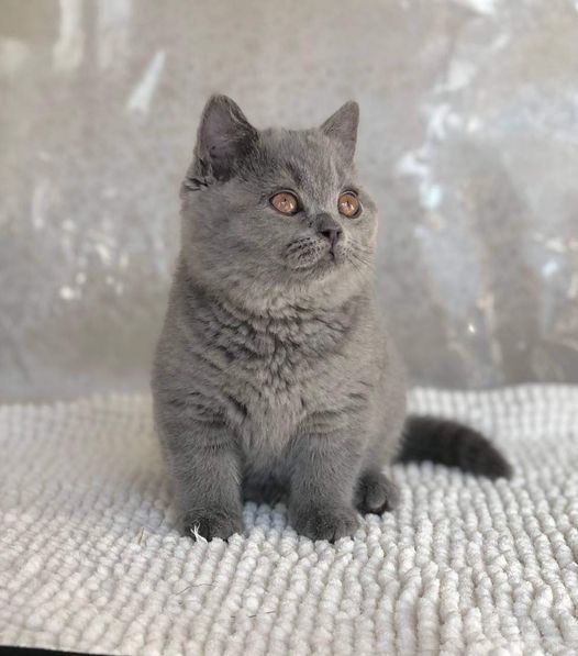 British Shorthair