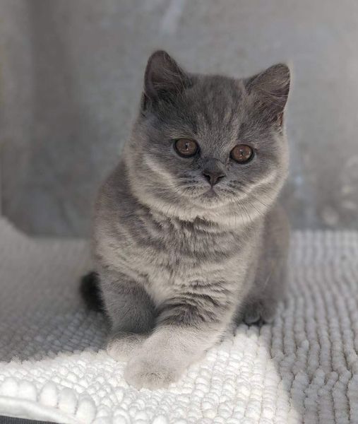 British Shorthair