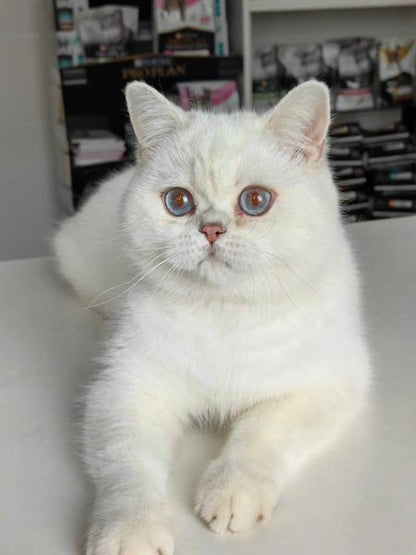 British Shorthair