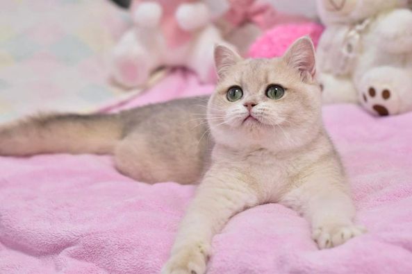 British Shorthair