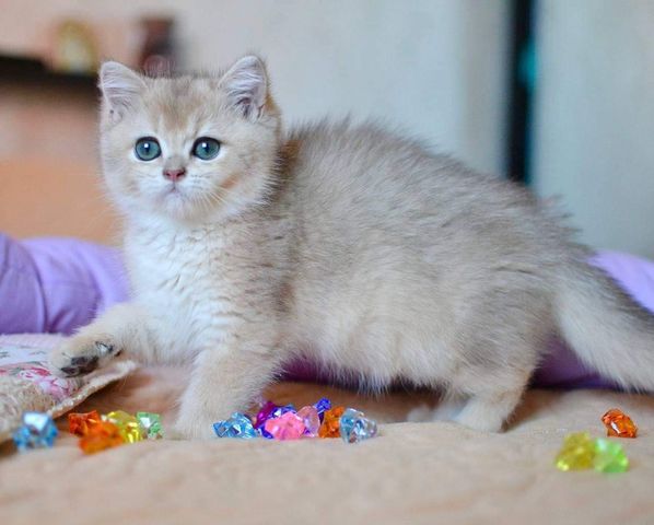 British Shorthair