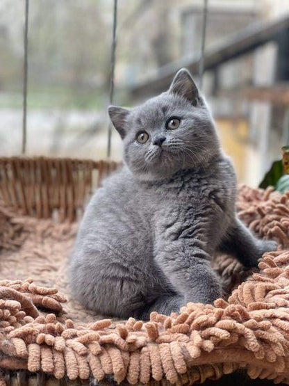 British Shorthair