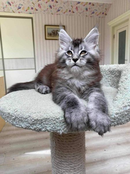 Maine Coon