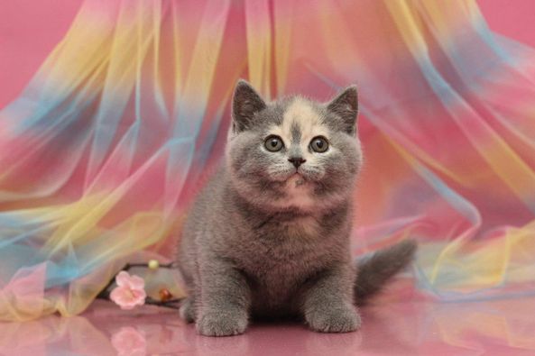 British Shorthair