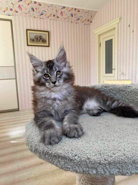 Maine Coon