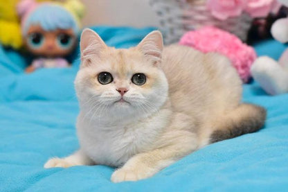 British Shorthair