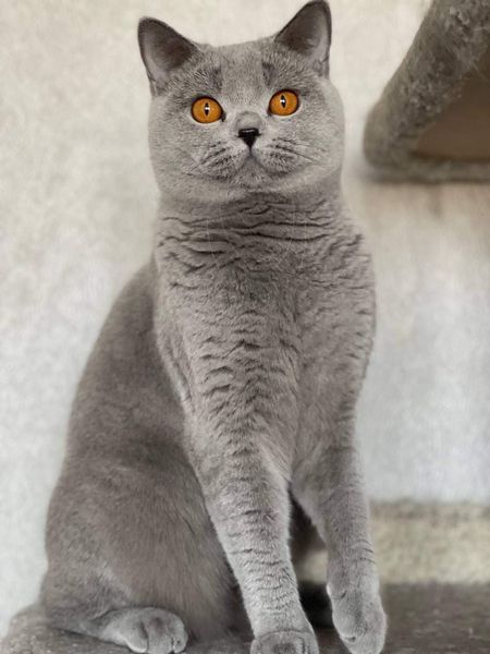 British Shorthair