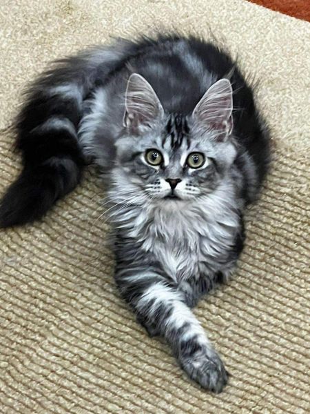 Maine Coon